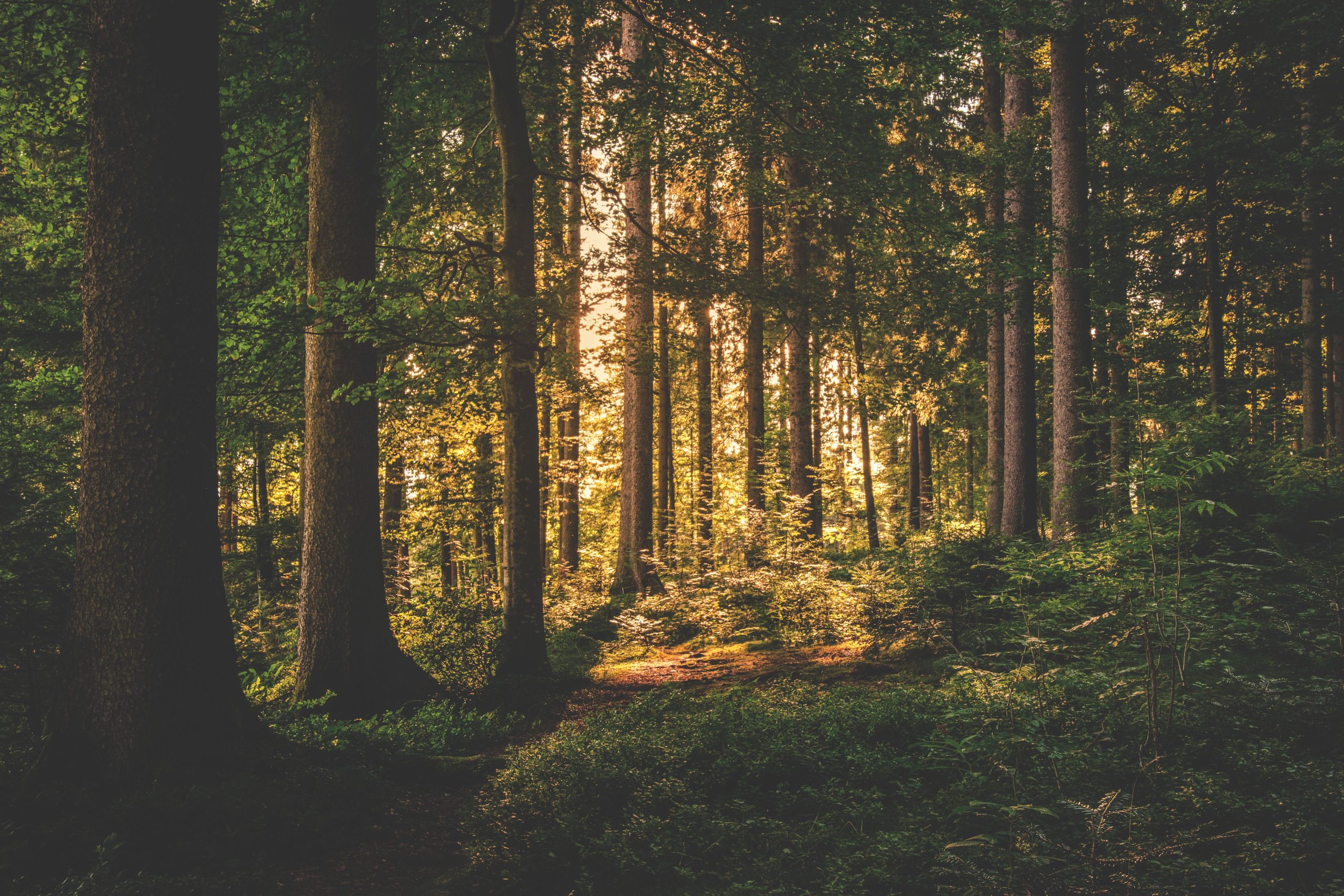 Sunlight filtering through a green forest