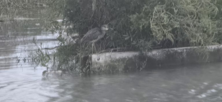 A soaked night heron during a Virginia Beach nor’easter