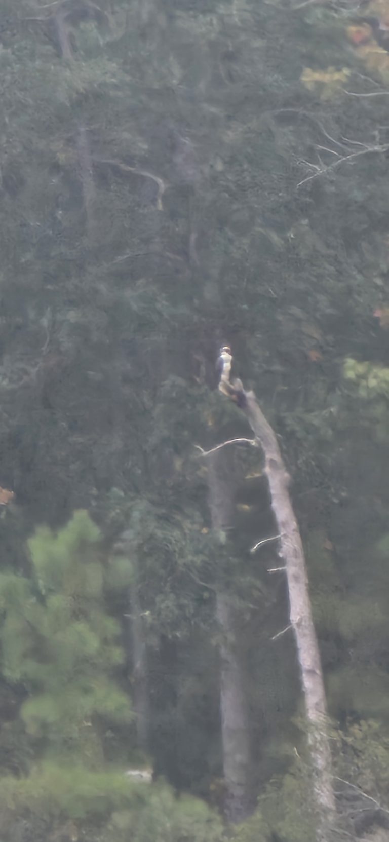 An osprey perched in a treetop during a nor’easter in Virginia Beach