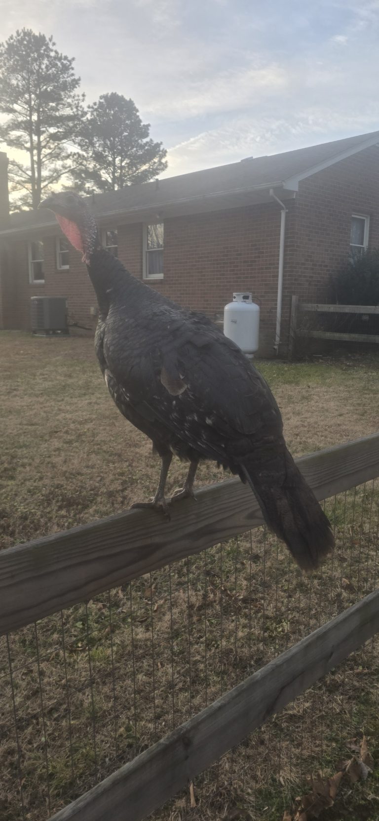 A wild turkey perched on a wooden fence rail in a Virginia backyard, brick house and pines behind it.
