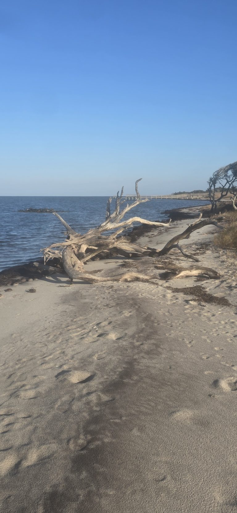 A weathered piece of driftwood on the sand with the pier in the distance.