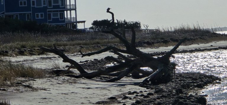 A small shorebird standing atop a weathered piece of driftwood on the beach.