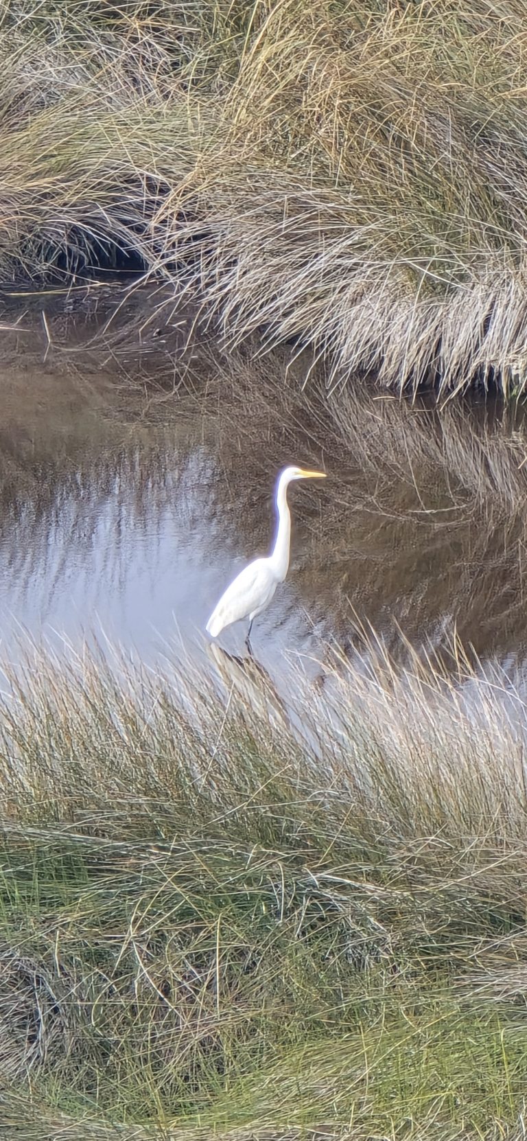 A white egret standing still in shallow water.