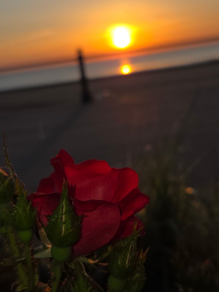 A single rose blooming against a Virginia Beach sunrise.