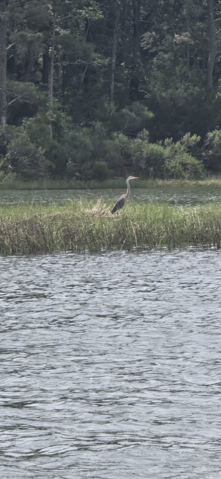 A great blue heron standing motionless along the water’s edge.