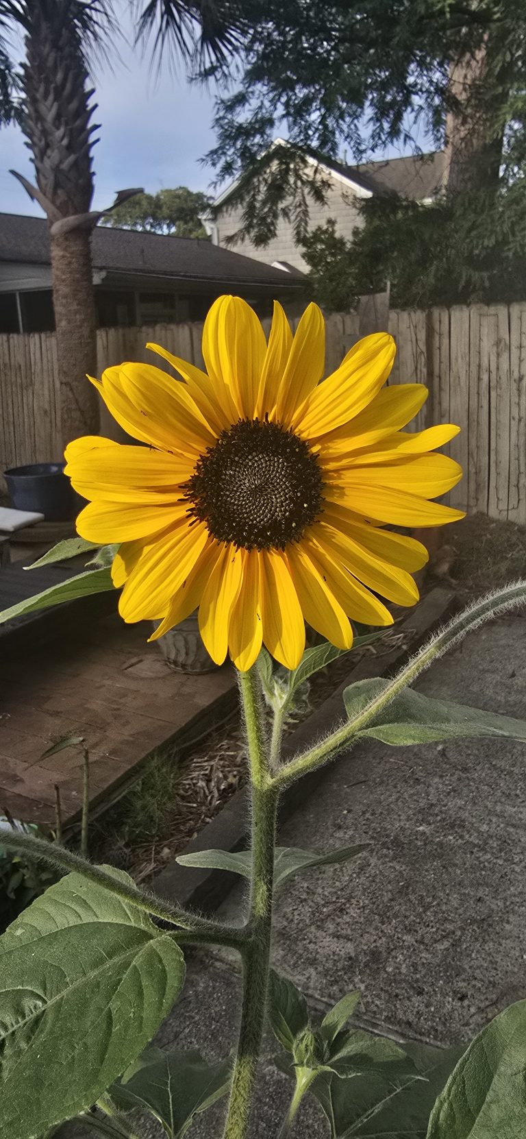 A sunflower turned toward the sun.