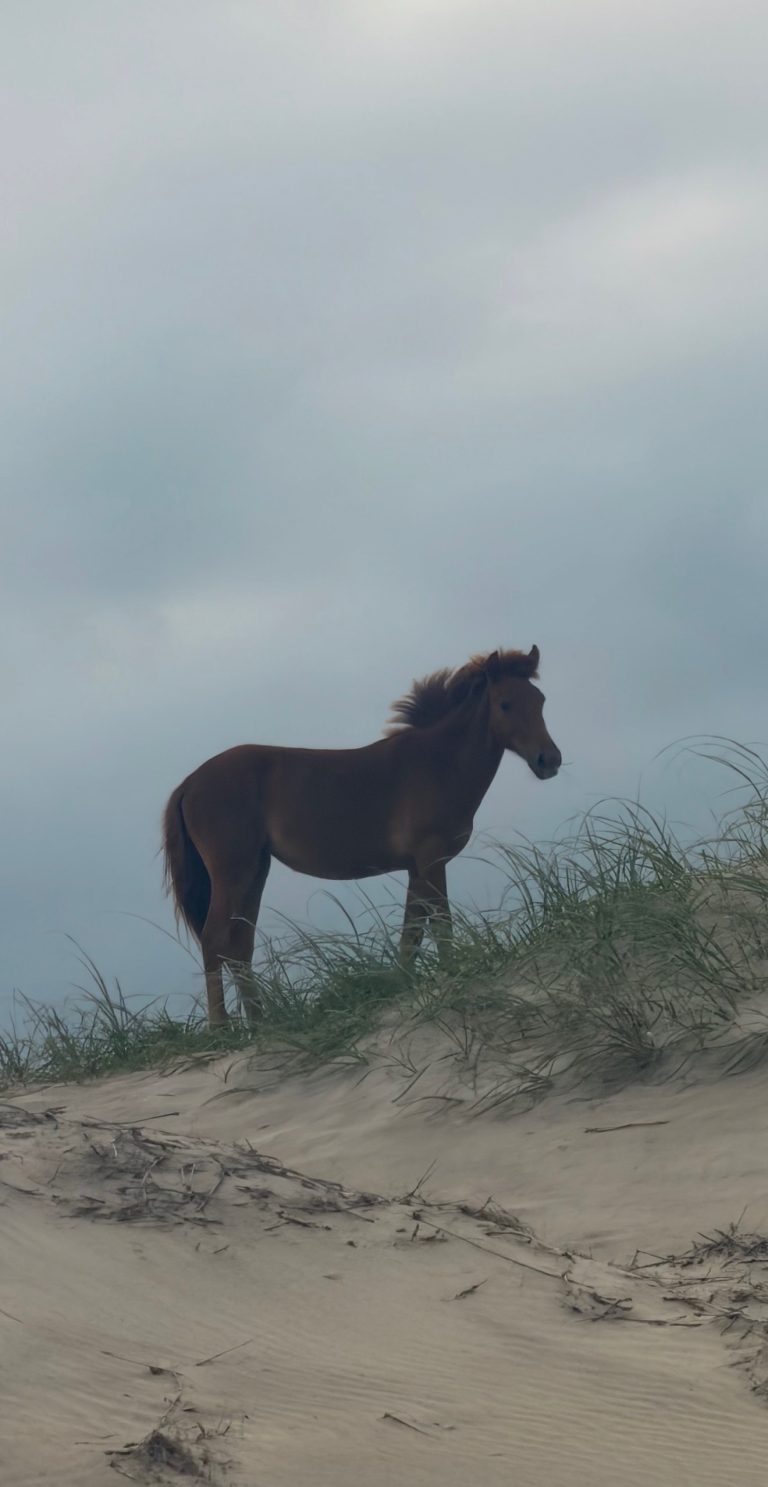 A wild horse standing among the dunes in Corolla, North Carolina.