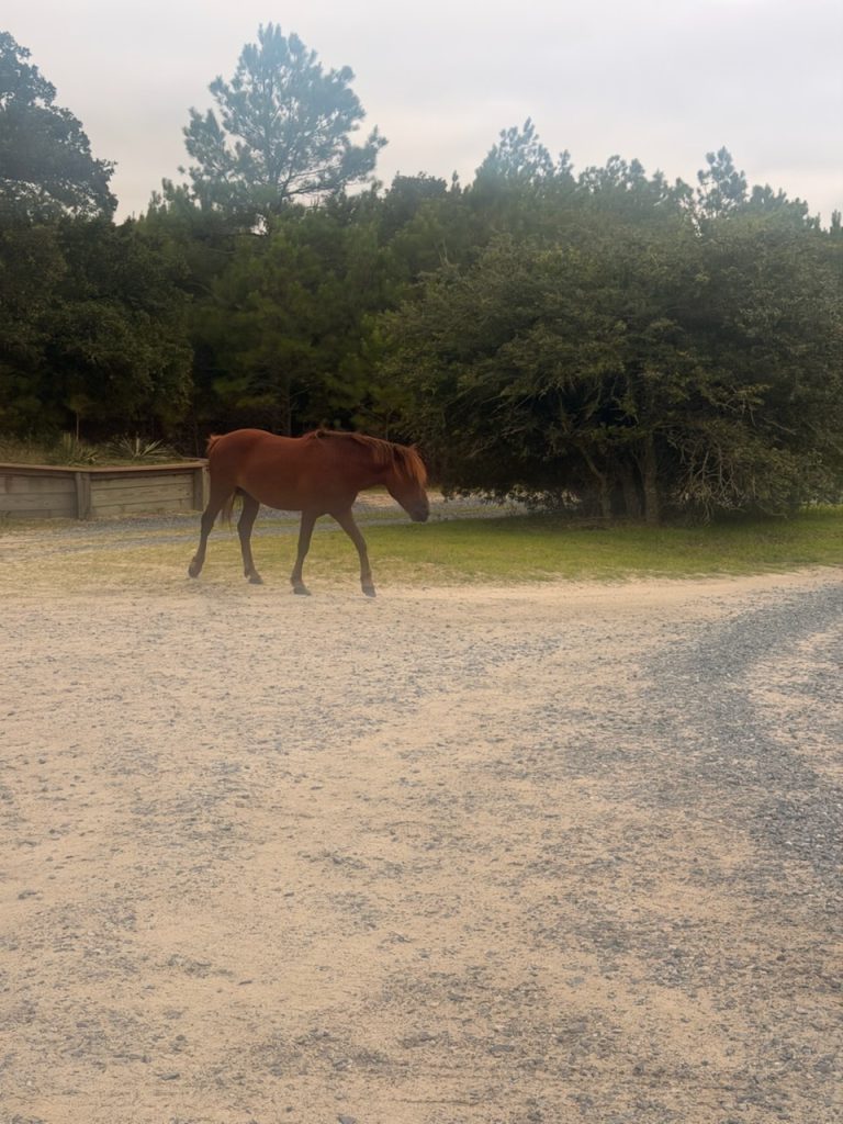 A wild horse walking near the treeline in Corolla, North Carolina.