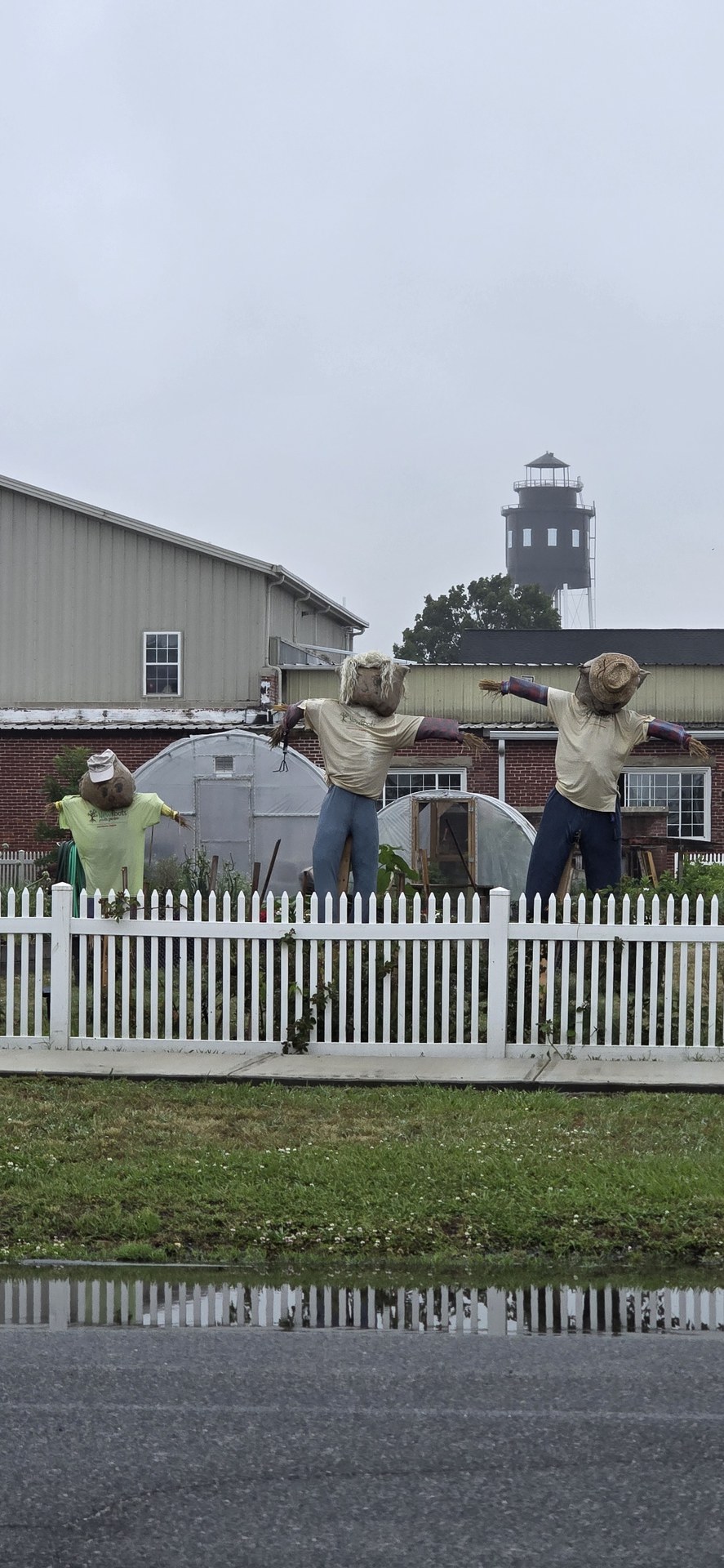 Scarecrows standing guard over a wet lawn in the rain Scarecrows standing guard over a wet lawn in the rain
