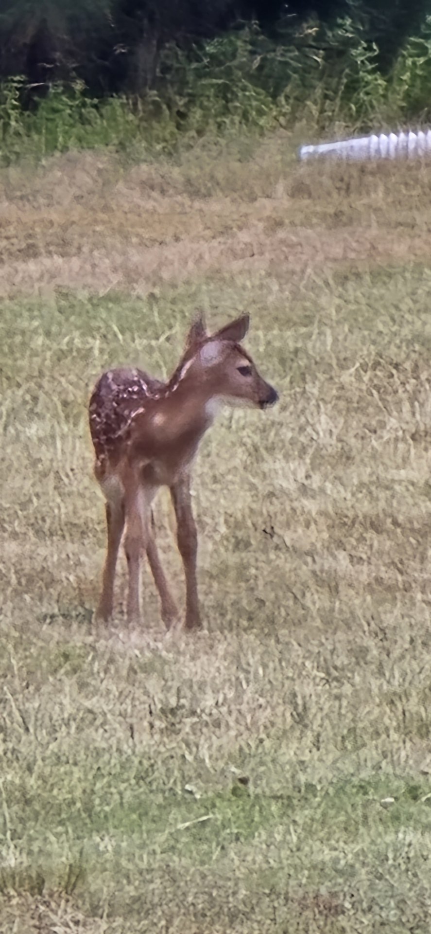 A wild fawn standing in a golden field A wild fawn standing in a golden field