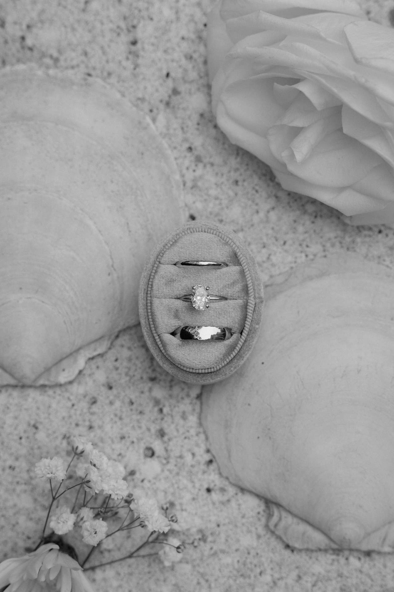 Wedding rings resting in a shell on the sand Wedding rings resting in a shell on the sand