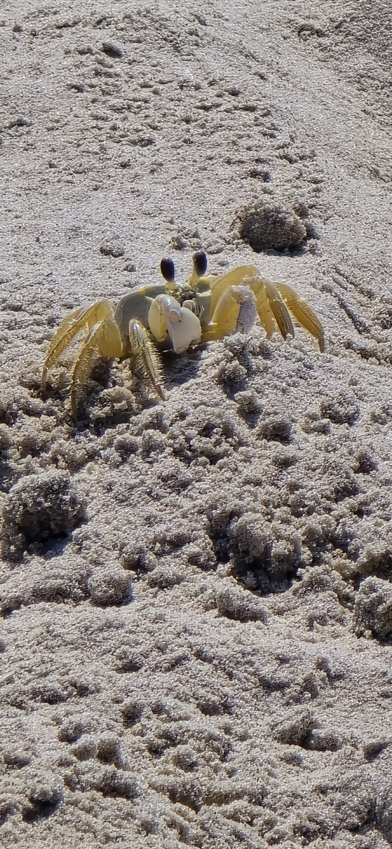 A small crab on the sand at the water’s edge.