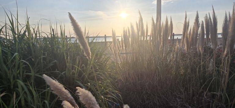 Sunrise over the Atlantic seen through tall sea grass and pampas plumes along the Virginia Beach boardwalk