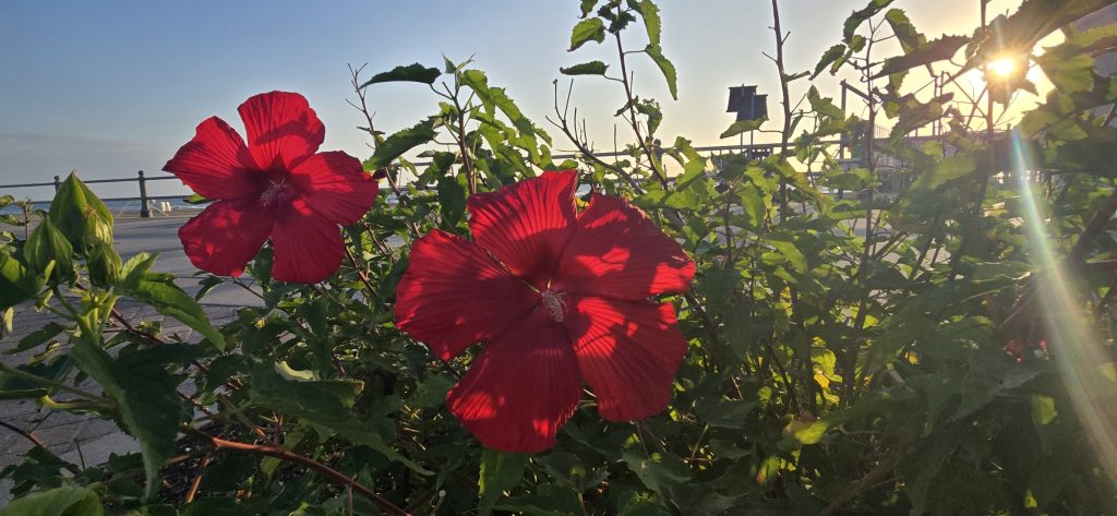 Two red hibiscus blooms lit from behind by the morning sun along the boardwalk
