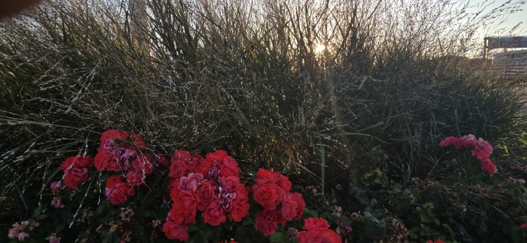 Red roses in front of tall grasses with the morning sun peeking through