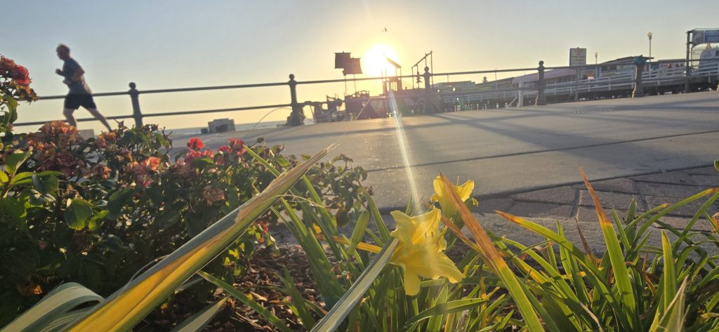 Yellow daylilies and roses along the boardwalk as a runner passes and the sun rises behind the railing