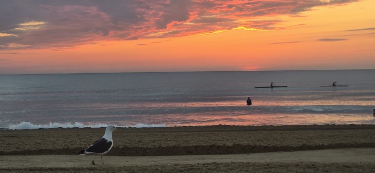 A gull and kayakers on the water at Virginia Beach sunrise on September 14th